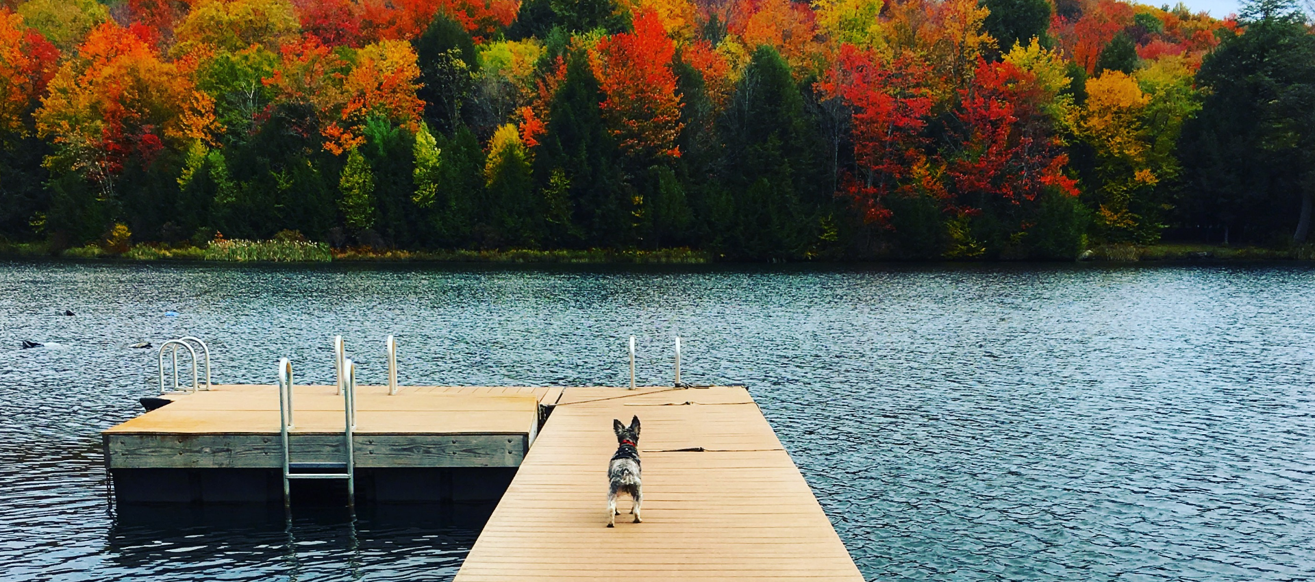 dog at end of dock with autumn trees