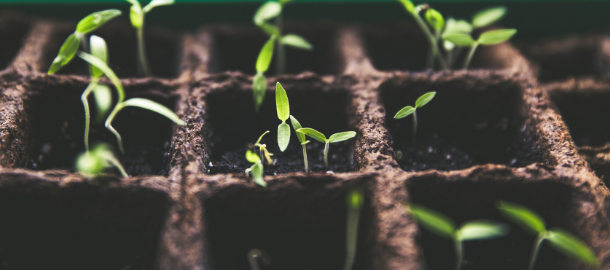 plants growing